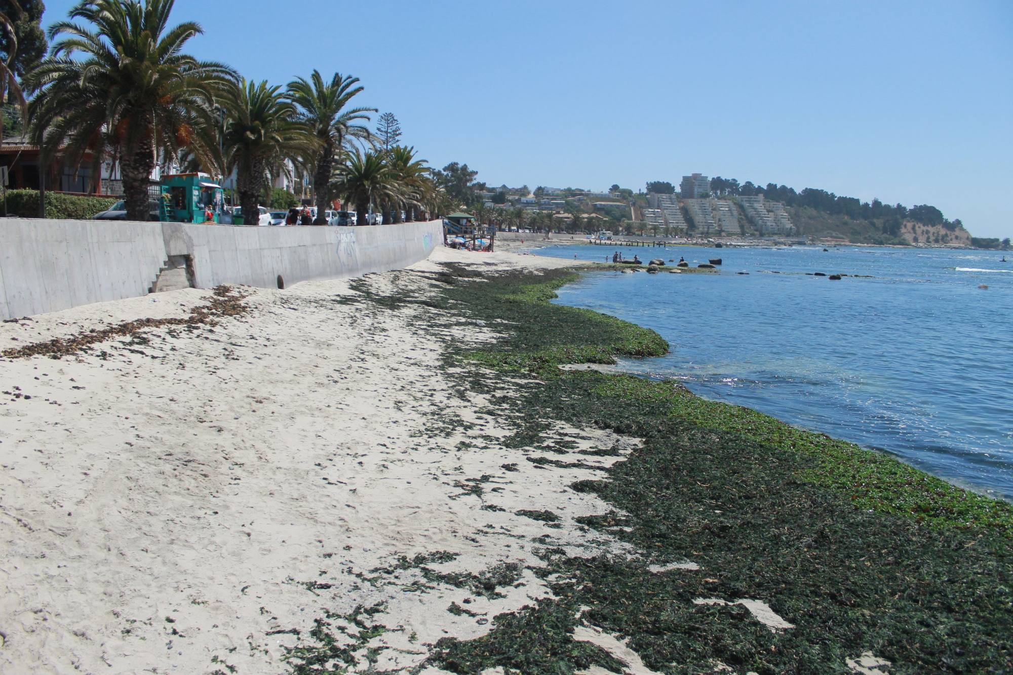Playa de arena con algas verdes junto al mar, con palmeras y un muro costero, y cerros al fondo