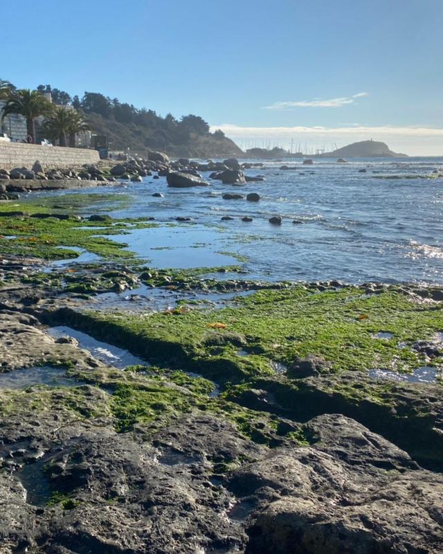 Plataforma rocosa con algas y marea baja frente a un paseo costero